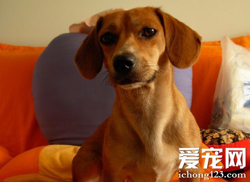 俏皮腊肠的图片