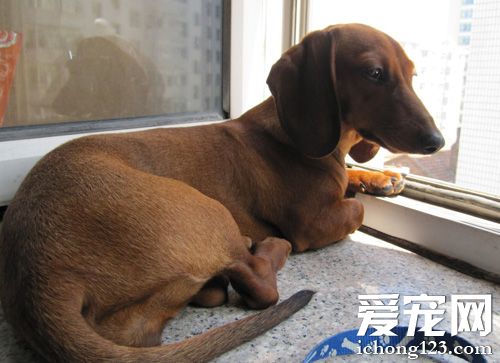 腊肠犬怕冷吗 针对寒冬的保暖措施