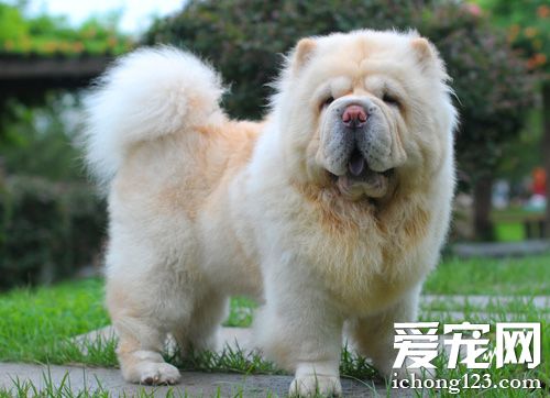 松狮犬咬人吗 无声狗咬死人