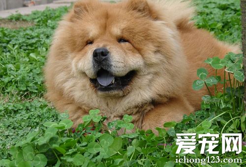 憨厚松狮的图片