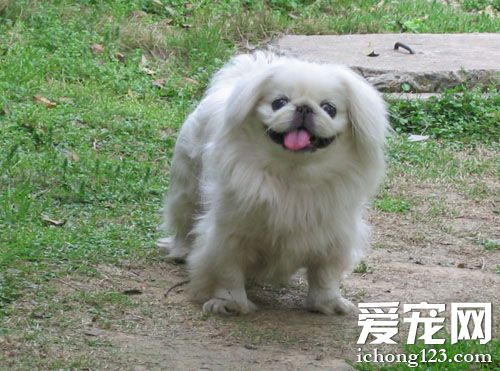 京巴犬的可爱图片