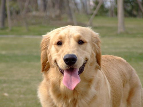 金毛犬得了犬瘟怎么办 实际上没那么可怕