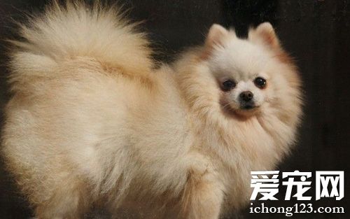 小可爱博美的图片