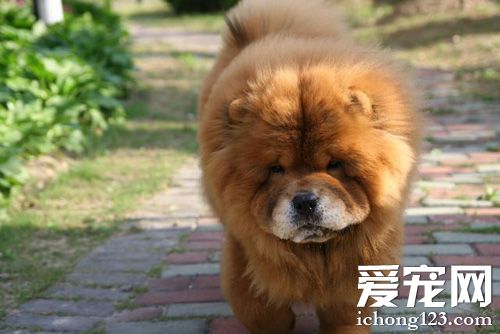 大松狮的帅气照片