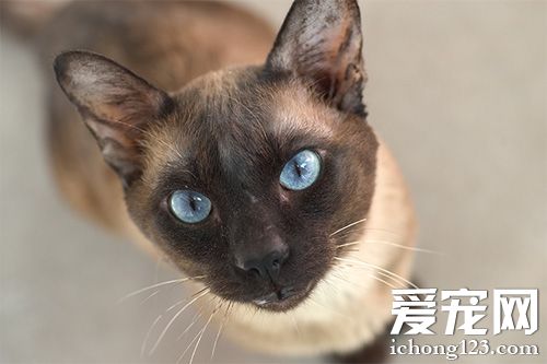 乖乖暹罗猫的美照