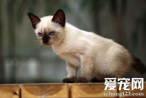 暹罗猫能长多大 一般情况下的体型