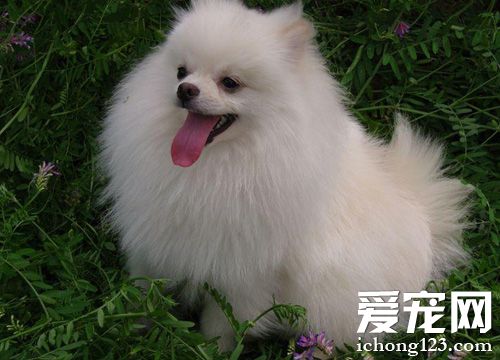 小可爱博美的图片