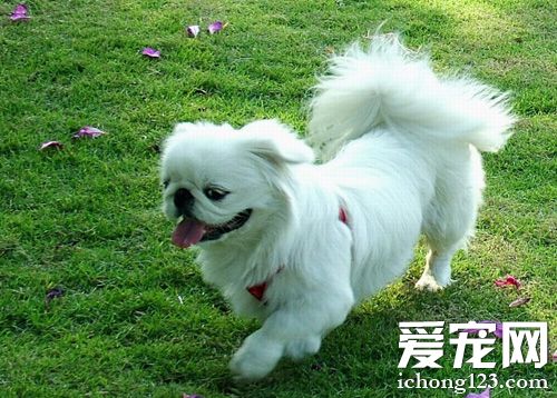 京巴犬的可爱图片