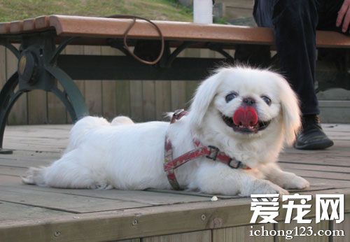 京巴犬的可爱图片