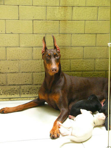 大耳朵杜宾犬的图片