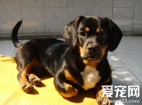 调皮腊肠犬的图片