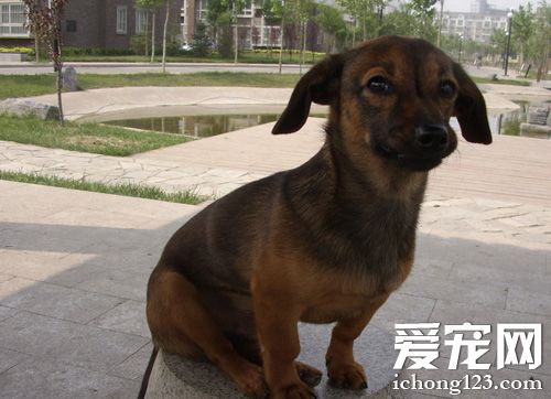 俏皮腊肠的图片