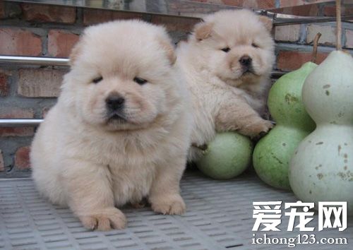 憨厚松狮的图片