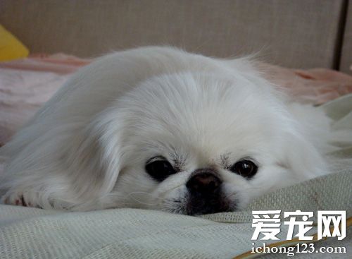 京巴的可爱图片