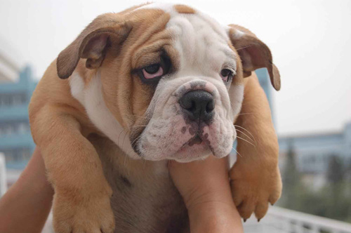 慵懒的斗牛可爱照片