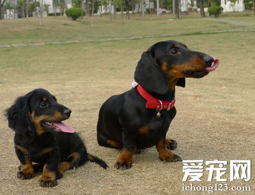 调皮腊肠犬的图片