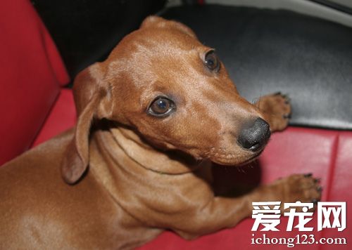 俏皮腊肠的图片