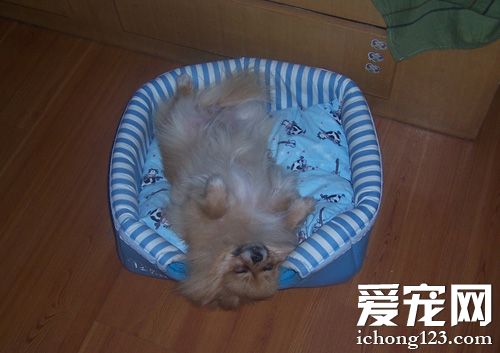 娇羞博美犬的图片 一只欢乐的狗狗