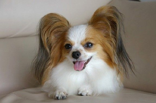 蝴蝶犬的训练 强迫引导诱惑鼓励等方法