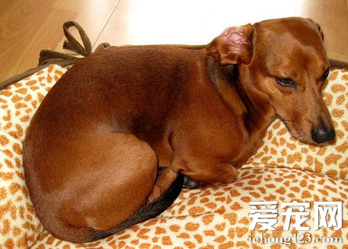 腊肠犬生活习性 性格极为开朗活跃的狗狗