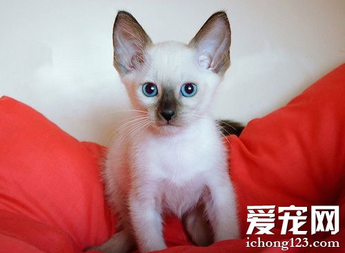 乖乖暹罗猫的美照