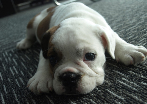 慵懒的斗牛可爱照片