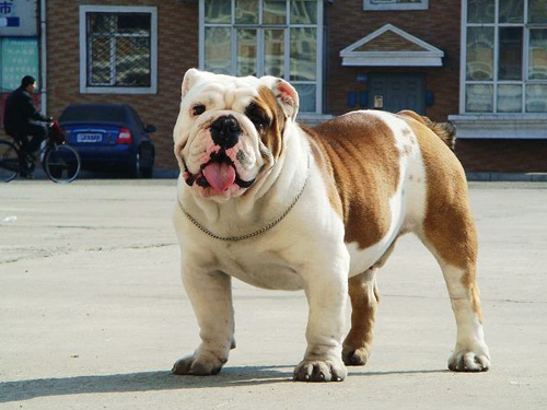 慵懒的斗牛可爱照片