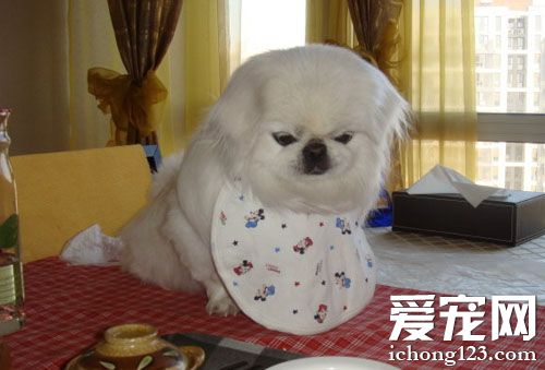 哈巴狗的生活照片