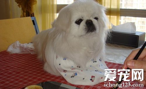 京巴的寿命 比普通狗狗的平均寿命稍高