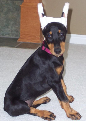 大耳朵杜宾犬的图片