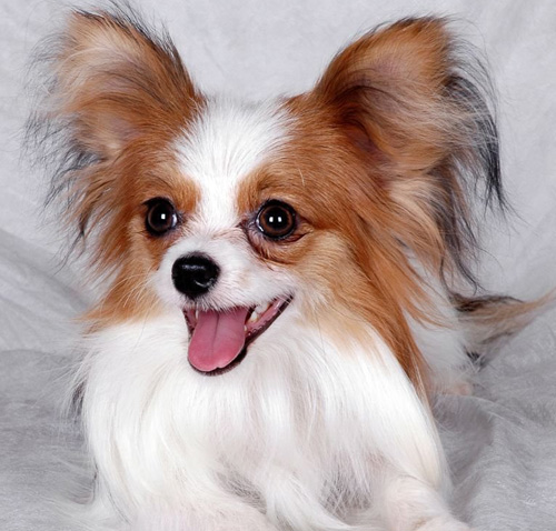 蝴蝶犬是小型犬吗 详细介绍蝴蝶的历史