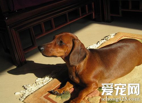 腊肠犬的饲养 要把握好狗狗的食量