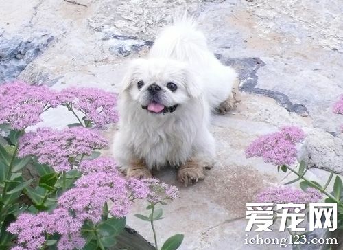 哈巴狗的生活照片