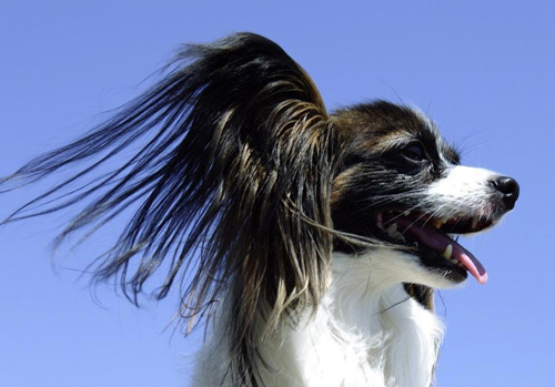 家养蝴蝶犬的各种表情