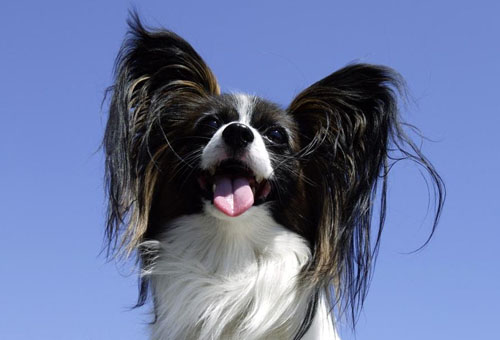 家养蝴蝶犬的各种表情