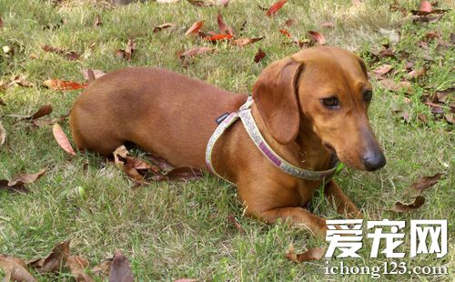 腊肠犬能长多大 腊肠的饲养常识