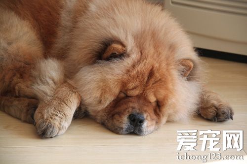 毛绒绒松狮的图片