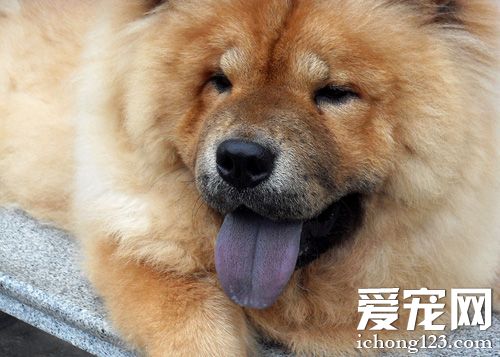 毛绒绒松狮的图片