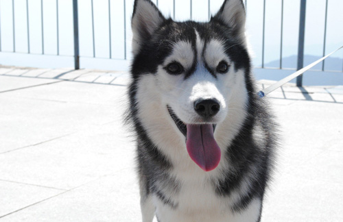 二哈的搞怪表情