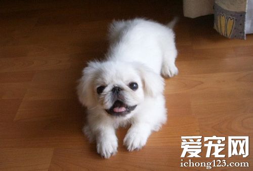 京巴狗生活习性 气质高贵聪慧机灵的狗狗