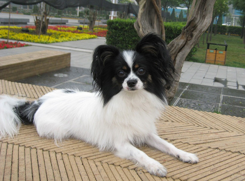 蝴蝶犬的时尚照片