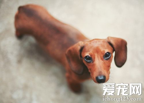 腊肠犬看家吗 可以通过训练来取得