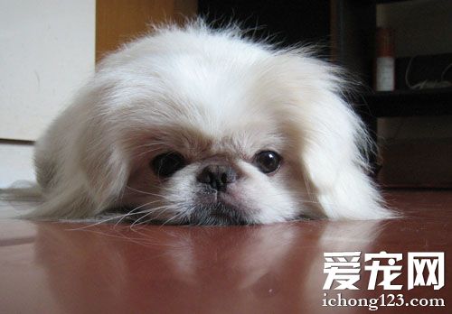 哈巴狗的生活照片