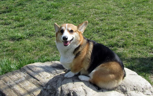 柯基犬爱叫吗 身体矮小力气较大