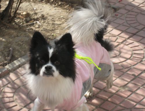 秀气蝴蝶犬的图片