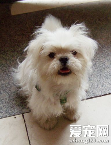 哈巴狗的生活照片