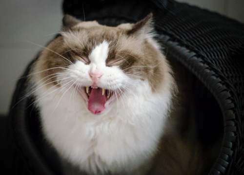 贵气布偶猫的照片