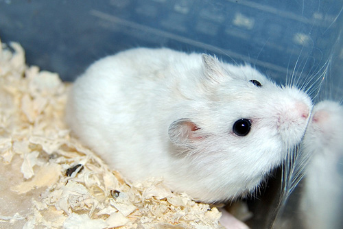 仓鼠的正确饲养方法 预防仓鼠挑食