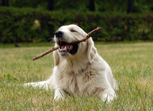 金毛犬的喂养 七分饱的份量是最合适的