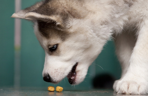 可爱哈士奇的图片